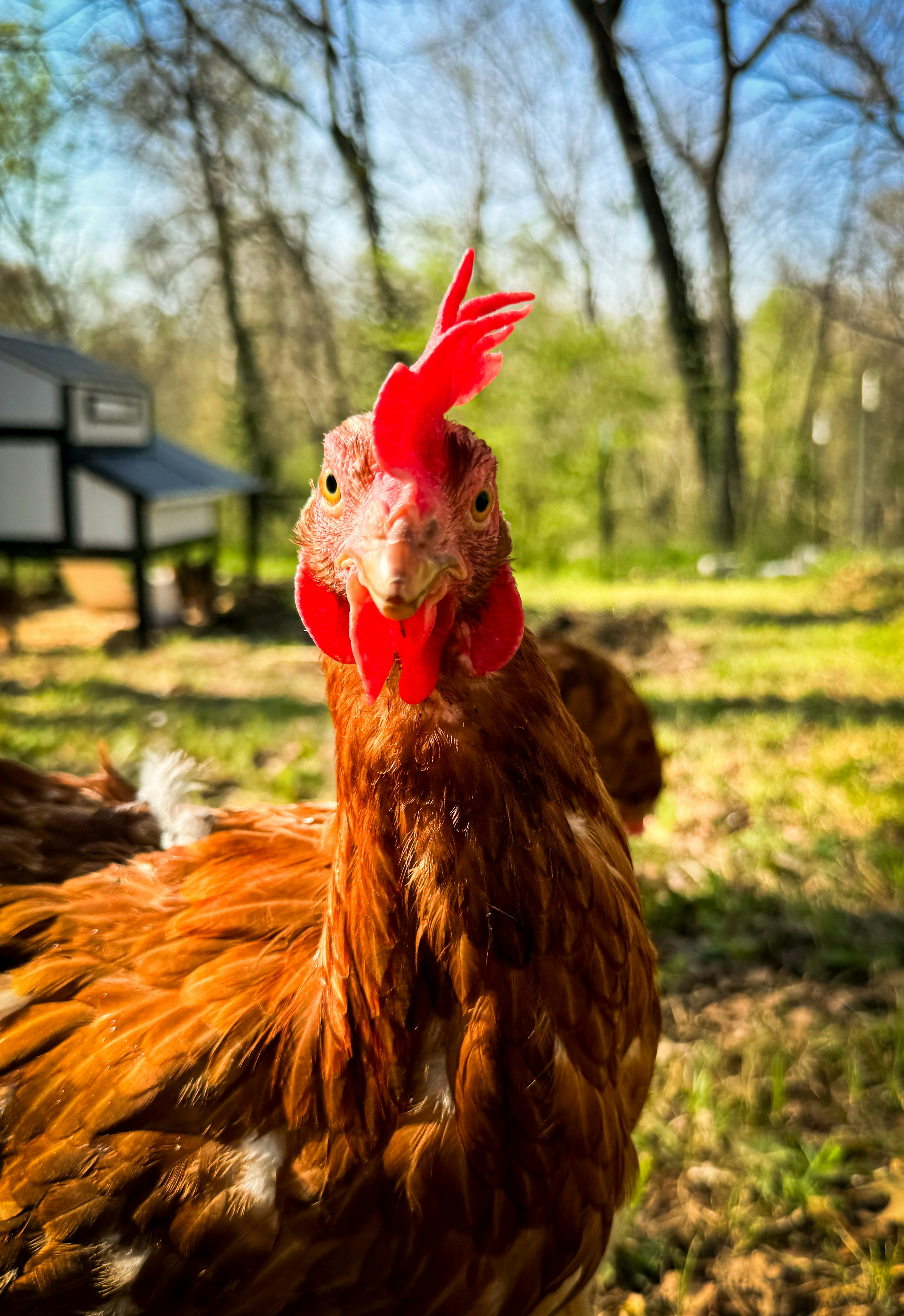 A friendly chicken on the farm